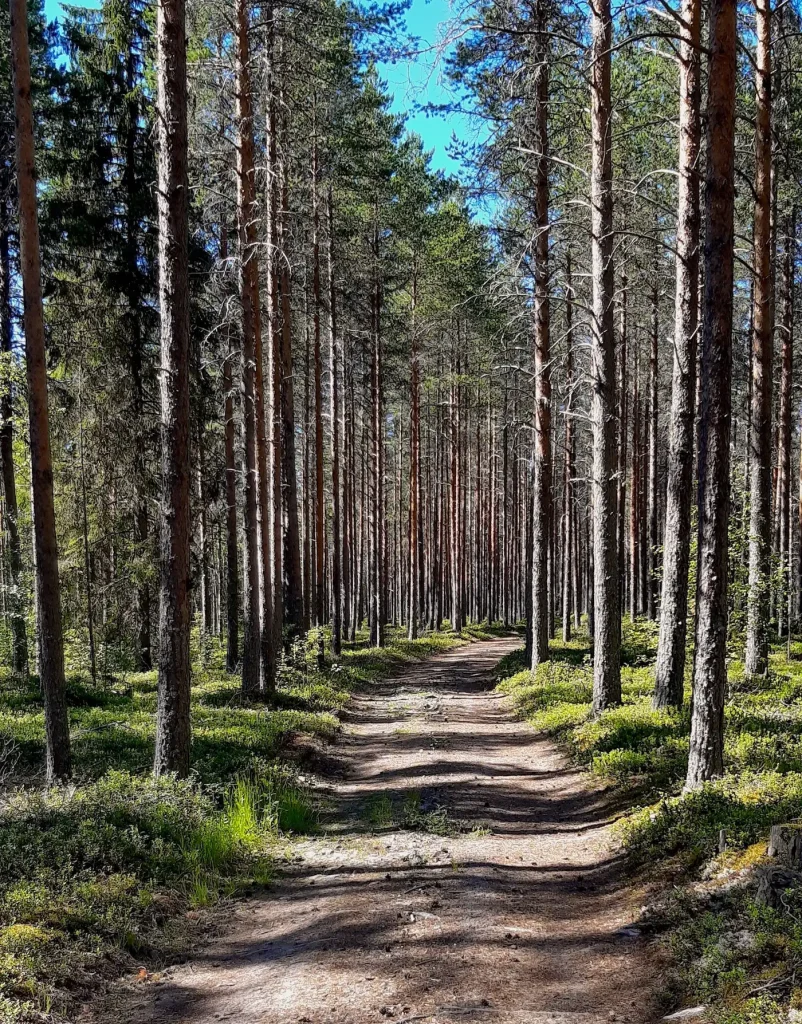 Metsämieli tasapainottaa mieltä ja kehoa!